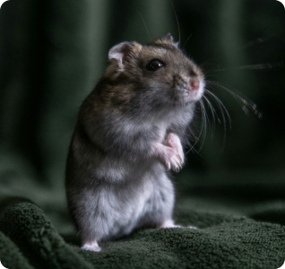 Hamster