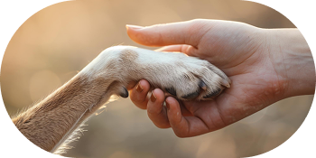 hand holding dog paw
