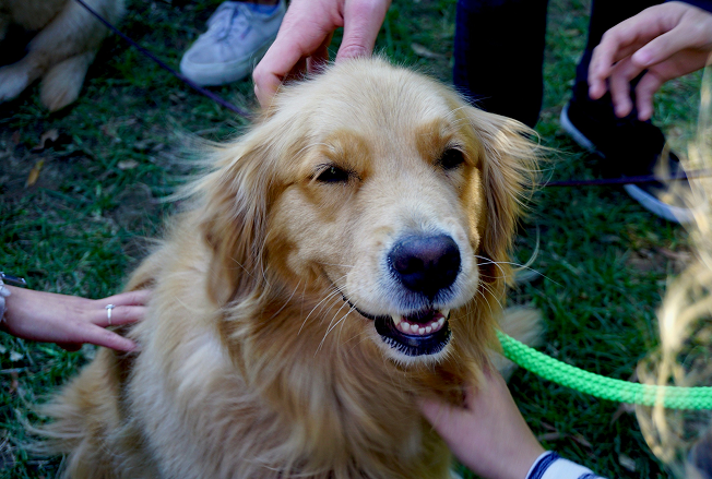 Happy golden retriever